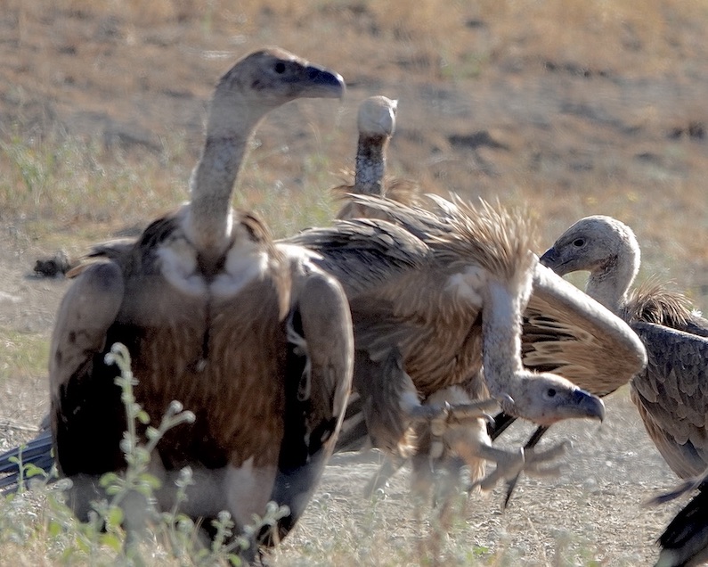 Griffon vulture